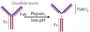 Figure 2: Pepsin digestion of an IgG antibody