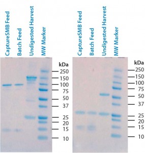 Figure 3: Sodium-dodecyl sulfate polyacrylamide gel electrophoresis (SDS-PAGE) of undigested supernatant and two batches of digested supernatant; (left) nonreducing conditions; (right) reducing conditions 