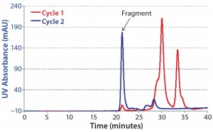 Figure 6: Overlay of analytical SEC chromatograms; blue = purified F(ab’)2 fraction from CaptureSMB run; red = feed  