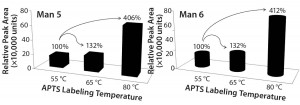 Figure 3: Significant effect of temperature on labeling high mannose: (left) Man5 and (right) Man6 