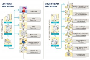 Figure 1: A generic process flow diagram for a monoclonal antibody