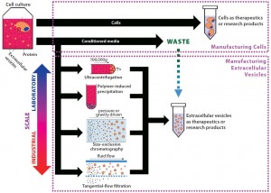 Figure 2: From byproduct to product — extracellular vesicle manufacturing; EVs are constitutively secreted by cells, and current isolation methods are presented herein. In most cell manufacturing processes, spent media are simply discarded. If cell manufacturers divert that effluent, adopt EV manufacturing processes, and scale up EV production, they could facilitate standardization in the field. EVs produced could be sold initially as research products, then potentially as therapeutics in the long term.