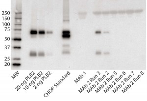 Figure 3: Immunoblot using rabbit polyclonal antisera to PLBL2; (left to right) the lanes correspond to MW standards, a PLBL2 standard at three different protein concentrations, the CHOP standard, MAb 1, and six lots of MAb 2. The first two of those six represent MAb 2 prepared before the protocol was optimized, and the last four came after changes made to reduce PLBL2 levels.  