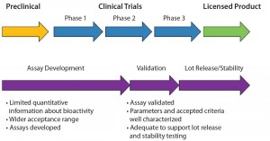 Figure 1: Time frame for potency assay development and validation 