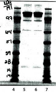 Figure 8: Nonreduced sodium-dodecyl sulfate polyacrylamide gel electrophoresis (SDS-PAGE)