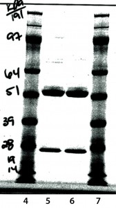 Figure 9: Reduced sodium-dodecyl sulfate polyacrylamide gel electrophoresis (SDS-PAGE)