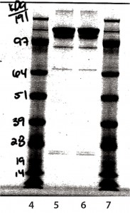 Figure 8: Nonreduced sodium-dodecyl sulfate polyacrylamide gel electrophoresis (SDS-PAGE)