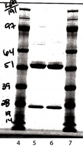 Figure 9: Reduced sodium-dodecyl sulfate polyacrylamide gel electrophoresis (SDS-PAGE