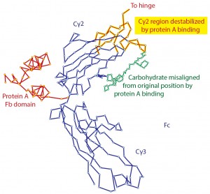 Figure 1: Denaturation of IgG by contact with protein A as shown by X-ray crystallography; modified from (11, 12) 