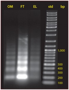 Figure 9: The size distribution of nucleosomal arrays in cell culture, protein A flow-through, and the IgG fraction eluted from protein A 