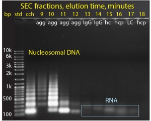 Figure 6: The size distribution of nucleosomal DNA in cell culture harvest 