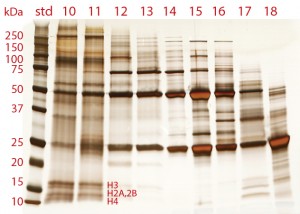 Figure 7: The size distribution of proteins in cell culture harvest 