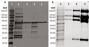 Figure 1: Anti-HCP Western blot and SYPRO Ruby stain of process intermediates and drug substance (DS); equal volumes of harvest (lane 2), column-1 eluate (lane 3), column-2 eluate (lane-4), and DS (lane 5) were denatured and reduced, then loaded onto 4–12% SDS-PAGE. Lane 1 is a Magic Marker molecular weight (MW) marker from Bio-Rad Laboratories. Gels were either transferred to nitrocellulose membrane for anti-HEK HCP Western blotting (a) or SYPRO Ruby stained (b). 