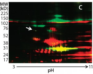 Figure 2c