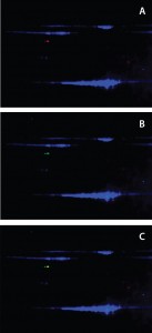 Figure 3: Anti-HEK HCP antibody recognized Hsp70 in DS; a DS sample is labeled with Cy2 (blue) and resolved on a 2D gel. Protein bands were transferred to a nitrocellulose membrane and probed with both rabbit anti-HEK HCP and mouse monoclonal anti-Hsp70 antibodies. Cy3- labeled antirabbit and Cy5-labeled antimouse secondary antibodies were detected on two separate channels using a Typhoon laser scanner; overlay of Cy2 (protein) and Cy3 (anti- HEK HCP Western) channels (a); overlay of Cy2 (protein) and Cy5 (anti-Hsp70 Western) channels (b); and overlay of all three channels (c). 