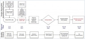 Figure 1: Human iPSC manufacturing uses the episomal-based reprogramming method in a mouse embryonic feeder-based cell culture system; overview shows the iPSC manufacturing process on a feeder-dependent system with processing time (days) and quality control activities including in-process control and final characterization. The manufacturing process includes a priming step for CD34+ cells, reprogramming and nucleofection of CD34+ cells, plating those cells on the feeder system, colony selection, passaging, expansion, and banking of iPSCs.