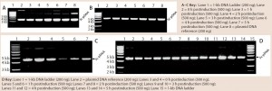 Figure 4: 0.8% agarose gel electrophoresis (AGE) analysis of a model plasmid (average 6.0 kb) produced throughout the culture of E. coli strain DH1postinduction, using different systems and scales of operation; each well was loaded with 200 ng or 500 ng of plasmid.