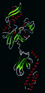 Hsp70 (pdb database 2KHO): Upper nucleotide-binding domain can bind to adenosine triphosphate (ATP) and adenoside diphosphate (ADP), lower is a subtrate-binding domain. (WWW.WIKICOMMONS.COM)