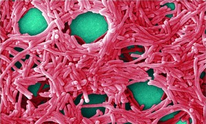 Colorized scanning electron micrograph (5,000×) by JH Carr depicts a large grouping of Legionella pneumophila bacteria. PUBLIC HEALTH IMAGE LIBRARY, CENTERS FOR DISEASE CONTROL (HTTP://PHIL.CDC.GOV)