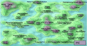 Figure 2: Comparing the patent landscapes for induced pluripotent stem cell (top) and a small-molecule drug candidate (MK-1775, bottom) highlights need for intellectual property consideration in cell therapy DST — search and analysis conducted in Thomson Innovation and Thomson Data Analyzer (TDA) software from Thomson Reuters; themescape maps produced using TDA. Both landscapes reveal patents in many therapeutic areas. However, a key difference is that many iPSC patents cover processing (reprogramming, production, culture, selection, screening, and scaffolds). They could lead to restrictions surrounding core processing technologies, potentially limiting the applicability of those otherwise identified by a DST as optimal. We have observed similar trends in as-yet unpublished analyses of other regenerative medicine areas. 