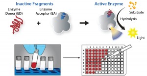 Figure 1: DiscoveRx’s proprietary PathHunter enzyme fragment complementation (EFC) technology consists of the β-galactosidase (β-gal) enzyme split into two inactive components, the enzyme donor peptide (ED) and an enzyme acceptor (EA). When brought together in close proximity, ED complements with EA to form active β-gal. The active enzyme then catalyzes the substrate to generate chemiluminescent light, providing a highly amplified signal to make for a high-sensitivity assay. 