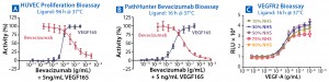 Figure 4: VEGF-A is known to cause homodimerization of VEGFR2 (KDR) as the first step in the activation cascade of these receptors. Anti-VEGF-A antibodies such as Bevacizumab prevent that dimer formation, leading to inhibition of VEGF-A–dependent signaling. (A) Testing of VEGF-A and bevacizumab in the HUVEC proliferation assay provides a functional readout of VEGF-A inhibition. (B) VEGFR2 homodimer bioassay treated with VEGF-A and bevacizumab; the latter displays a robust and precise response to both agents, with EC/IC50 results comparable to those obtained with the HUVEC proliferation assay. (C) The VEGFR2 assay is also highly tolerant of matrix (pooled normal human serum) concentrations as high as 90%. 