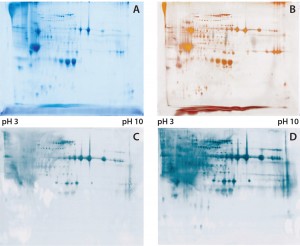 Figure 1: (a) Two-dimensional (2D) sodium-dodecyl sulfate polyacrylamide gel electrophoresis (SDSPAGE) total protein Coomassie stain of the Physcomitrella patens HCP antigen mix, 600 µg protein per gel; (b) 2D SDS-PAGE total protein silver stain of the P. patens HCP antigen mix, 300 µg protein per gel; (c) quality control testing of the total antiserum pool by 2D Western blot, 300 µg protein per gel; (d) quality control testing of the capture antibody by 2D Western blot, 300 µg protein per gel 