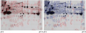 Figure 3: Cy5 and Cy3 scan of 2D fluorescence Western blot with electronic spot detection: (left) 2D fluorescence Western moss-HCP1-Cy5 image (580 detected protein spots marked red), 50 µg protein per gel; (right) moss-HCP1-Cy5 protein pattern compared with antimoss-HCP-IgG-IA-Gal immunodetection pattern detected with antirabbit-IgG-Cy3 conjugate (527 detected spots framed blue, undetected spots remain red-framed), middleintensity exportation of fluorescence scan (PMT scanning settings Cy5 525 V and Cy3 425 V). 