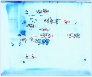 Figure 5: 2D SDS-PAGE total protein Coomassie stain of P. patens HCP antigen mix with 51 protein spots, which were identified using liquid chromatography with tandem mass spectrometry (LC– MS-MS) analysis; 600 µg protein per gel