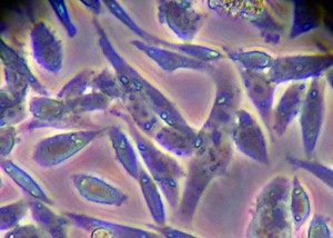 Subconfluent monolayer of Chinese hamster ovary (CHO) cells under high magnification using phase-contrast microscopy (40× objective); typical cellular morphology of cells grown for five days in cell culture medium at 37 °C. PHOTOMICROGRAPH COURTESY OF PATRICK J. CUMMINGS AND KRISTINA M. OBOM AT JOHNS HOPKINS UNIVERSITY (AMERICAN SOCIETY FOR MICROBIOLOGY MICROBE LIBRARY) (WWW.MICROBELIBRARY.ORG)