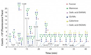 Figure 1: Glycoforms identified by LC/MS analysis of intact Erbitux (cetuximab) digested with PNGase F 