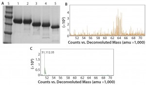 Figure 2: Deglycosylation of the etanercept therapeutic protein, a fusion protein with three N-glycans and up to 13 O-glycans: (a) SDS-PAGE gel of etanercept treated with different combinations of PNGase F and exoglycosidases; lane S is the molecular weight standards. Lane 1 is the untreated etanercept control. Lane 2 is etanercept incubated in the presence of buffer containing SDS and DTT. Lane 3 is etanercept incubated with PNGase F in the presence of a buffer containing SDS and DTT. Lane 4 is etanercept incubated with a deglycosylation mix, which is a mixture of PNGase F, O-glycosidase (from Enterococcus faecalis), an α2–3,6,8 neuraminidase, a β1–4 galactosidase, and a broad specificity β N-acetylglucosaminidase in the presence of SDS and DTT. Lane 5 is etanercept incubated with Rapid PNGase F, O-glycosidase, and an α2–3,6,8 neuraminidase in a proprietary Rapid PNGase F buffer. Complete removal of all glycans indicated by a complete shift of etanercept only occurs with conditions in lane 5. (b) ESI-TOF profile of etanercept before treatment (average molecular weight = 64 KDa); (c) after treatment (51 kDa) with Rapid PNGase F, O-glycosidase and an α2–3,6,8 neuraminidase in a proprietary Rapid PNGase F buffer for 1 hour at 37 °C, demonstrating that all N- and O-glycans have been removed. 