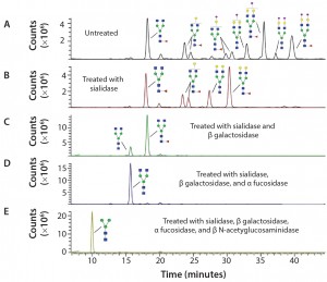 Figure 3: Sequencing of Enbrel glycans; the glycans have been released from Enbrel using PNGase F, labeled with procainamide, treated with different glycosidases and analyzed using LC–MS; (a) LC trace of glycans release from Enbrel with no exoglycosidase treatment; (b) LC trace of release glycans treated with α2–3,6,8,9 Neuraminidase A; (c) LC trace of release glycans treated with α2–3,6,8,9 neuraminidase A and β1–4 galactosidase S; (d) LC trace of release glycans treated with α2–3,6,8,9 neuraminidase A, β1–4 galactosidase S and α1–2,4,6 fucosidase; (e) LC trace of release glycans treated with α2–3,6,8,9 neuraminidase A, β1–4 galactosidase S, α1–2,4,6 fucosidase and β-Nacetylglucosaminidase S. Glycan structures were assigned to specific major peaks deduced from the molecular weight of the labeled glycans and confirmed by exoglycosidase digestion. 