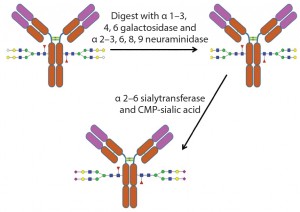 Figure 5: Example of the use of exoglycosidases and a sialyltransferase to create uniform glycosylation on an antibody 