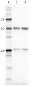 Figure 3: SDS-PAGE gel comparing purified proteins using both workflows; lane 1, Precision Plus Protein Unstained Standards; lane 2, traditional sequential chromatography eluate; lane 3, Multi-D chromatography eluate 