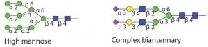 Table 1 Endo H and Endo F1: Substrate specificity of commercially available endoglycosidases ([purple diamond] sialic acid, [yellow circle] galactose, [green circle] mannose, [royal blue square] GlcNAc, [red triangle] fucose)