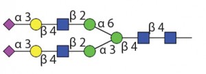 Endo S, Works only on IgG Fc glycans 