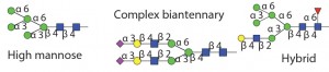 Table 1 Endo H and Endo F1: Substrate specificity of commercially available endoglycosidases ([purple diamond] sialic acid, [yellow circle] galactose, [green circle] mannose, [royal blue square] GlcNAc, [red triangle] fucose)