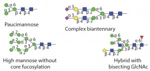 Table 1 Endo M: Can also do transglycosylation reactions. Substrate specificity of commercially available endoglycosidases ([purple diamond] sialic acid, [yellow circle] galactose, [green circle] mannose, [royal blue square] GlcNAc, [red triangle] fucose)(19)