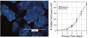 Figure 4: hADSCs grown on polystyrene microcarriers; (left) DAPI staining on day 6 of cultivation, (right) cell count of hADSC cultivations performed with media extracts of S80 and the reference 