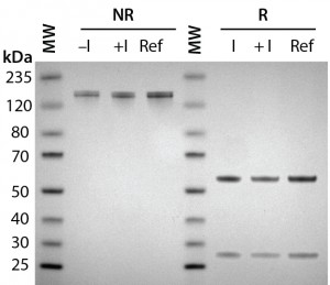 Figure 2A: Antibody protein characterization — SDS-PAGE analysis performed on 4–12% BisTris gels under reducing (R) and nonreducing (NR) conditions with a reference trastuzumab antibody; antibodies were purified from clarified harvest supernatant and analyzed for protein quality. 