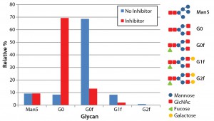 Figure 4: N-glycosylation profile of antibodies produced both with and without the glycotransferase inhibitor; antibodies were denatured and digested using PNGase F, and detached N-glycans were labeled with fluorescence. The labeled glycans were separated with LabChip capillary electrophoresis to show the relative abundance of five major glycans. 