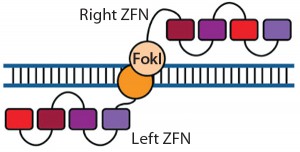 Figure 1: Zinc-finger nucleases (ZFNs) are fusions of the nonspecific DNA cleavage domain from the FokI restriction endonuclease with zinc-finger proteins. ZFN dimers induce targeted DNA double-strand breaks (DSBs) that stimulate DNA damage-response pathways. The binding specificity of the designed zincfinger domain directs the ZFN to a specific genomic site (11, 19).