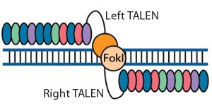 Figure 2: Transcription activator-like effector (TALE) nucleases are fusions of the FokI cleavage domain and DNA-binding domains derived from TALE proteins. TALEs contain multiple 33–35 amino acid repeat domains, each of which recognizes a single base pair. Like ZFNs, TALENs induce targeted DSBs that activate DNA damage-response pathways and enable custom alterations (11, 19).