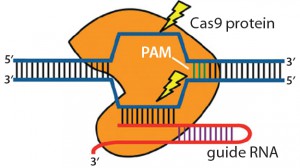 Figure 3: Clustered regulatory interspaced short palindromic repeats (CRISPRs) are loci that contain multiple short, direct, base-pair repeats and provide acquired immunity to bacteria and archaea. CRISPR systems rely on CRISPR ribunucleic acid (crRNA) and transactivating crRNA (tracrRNA) for sequencespecific silencing of invading foreign DNA. In type II of the three CRISPR/Cas systems, Cas9 serves as an RNA-guided DNA endonuclease that cleaves DNA upon crRNA-tracrRNA target recognition (11, 19).