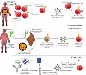 Figure 1: Methods for producing genetically modified T-cells for immunotherapy include (A) T-cell receptor obtained from a patient with the disease; (B) T-cell receptor obtained by immunizing transgenic mice expressing human major histocompatibility complexes (MHCs) with target cancer cells; and (C) a mechanism for producing chimeric antigen receptors.* Following T-cell engineering, resulting cells are expanded ex vivo with interleukin 2 (IL-2) before administration.