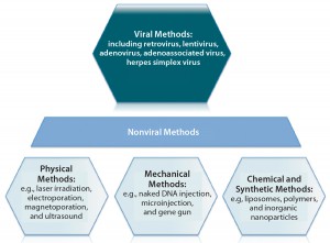 Figure 5: An overview of gene therapy vectors (adapted from An Introduction to Transfection Methods. Amaxa (now Lonza AG) 2007; http://bio.lonza.com/fileadmin/groups/marketing/DMS/ downloads/TechRefGuide_AnIntroTransMeth.pdf) 