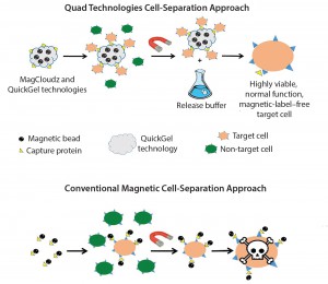 Figure 2: MagCloudz cell separation (top) uses magnetic particles as a carrier for the QuickGel technology. Target cells are captured through magnetic cell isolation workflow. After cell separation, MagCloudz system is dissolved to release target cells from magnetic carriers, which can then be removed to leave the cells in their natural state. By contrast, conventional magnetic-separation– based strategies (bottom) can retain magnetic labels.
